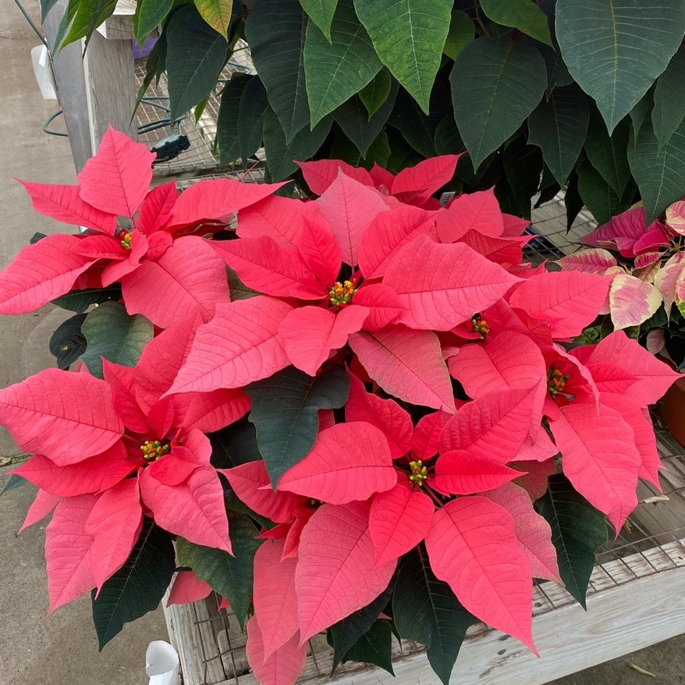 Meet your Posher, Paris